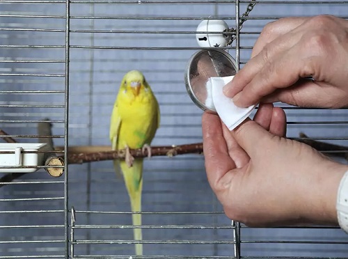 Clean Bird Cage A