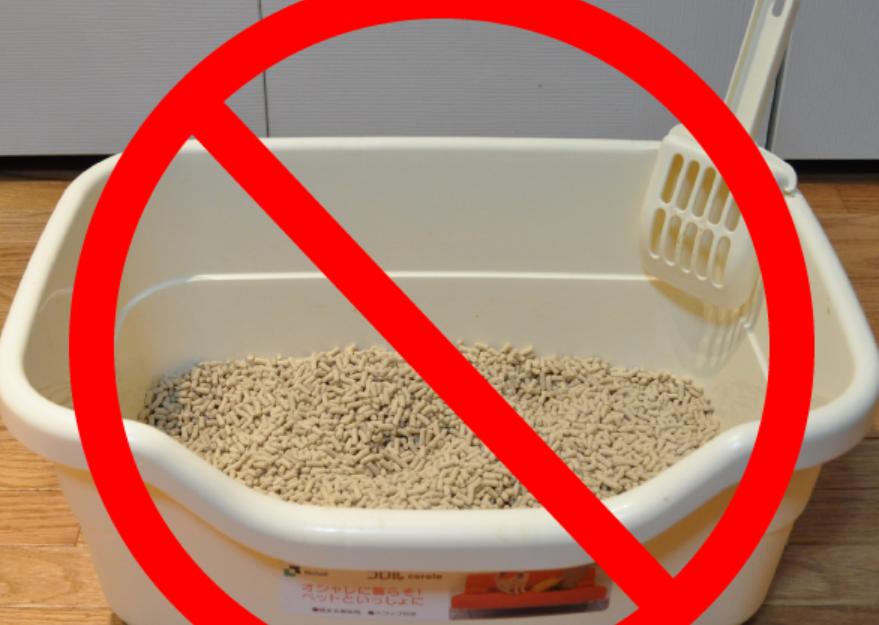 How Much Cat Litter to Put in Box for Optimal Absorption