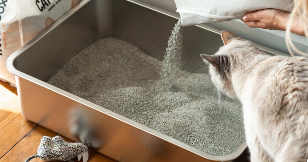 How Often to Change Cat Litter: Best Practices Explained