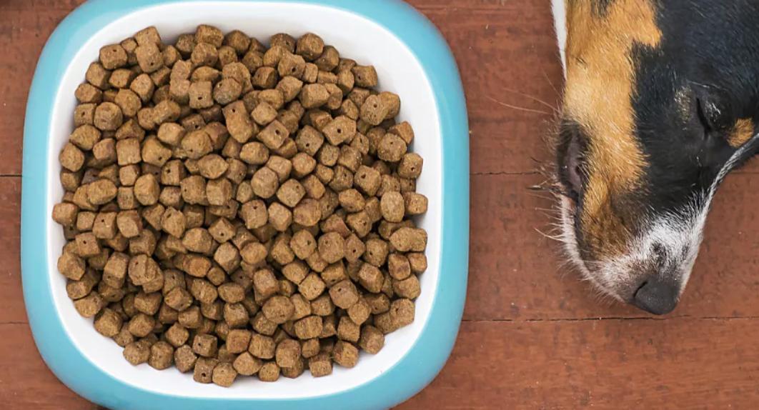 How to Transition Dog Food Safely for Your Pet