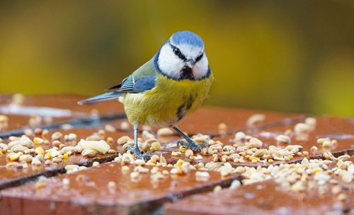 How to Make Bird Food at Home: A Step-by-Step Guide