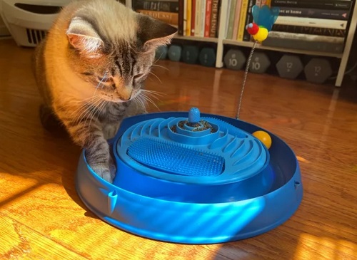 What Is the Best Cat Toy for Keeping Your Pet Active?