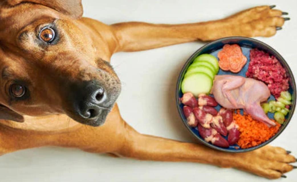 The Best Dog Food for Dogs with Allergies